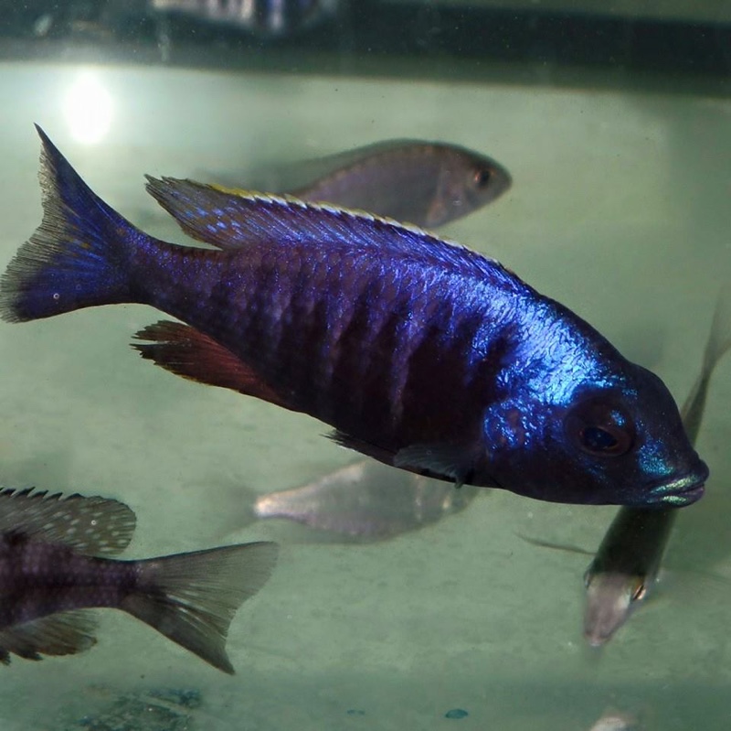 Placidochromis electra 'Fort Maguire'